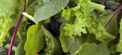 saladas-pronta